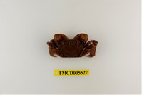 藏品(雙齒近相手蟹)的圖片